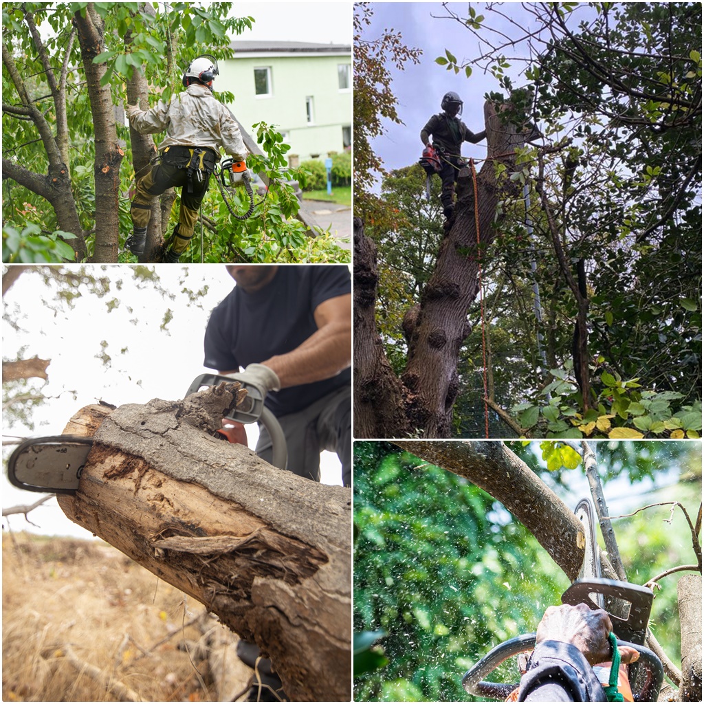 For all your Tree related problems, call MP Tree Care, Warrington