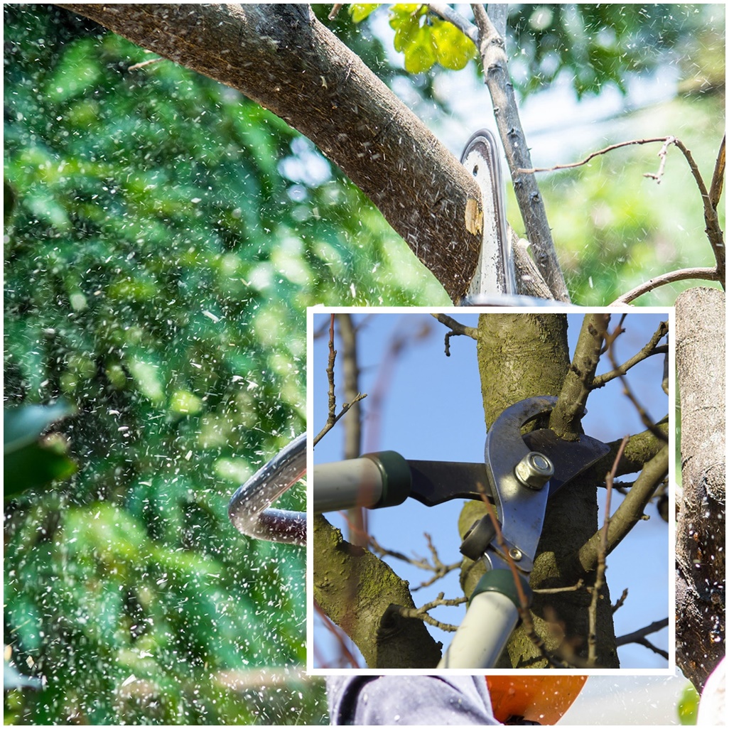 Professional discount tree pruner
