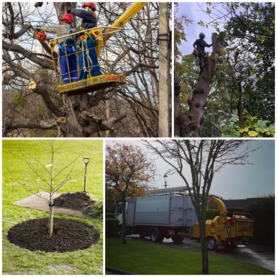 Tree Management, Warrington, St Helens, Northwich, Widnes, Runcorn & Wigan