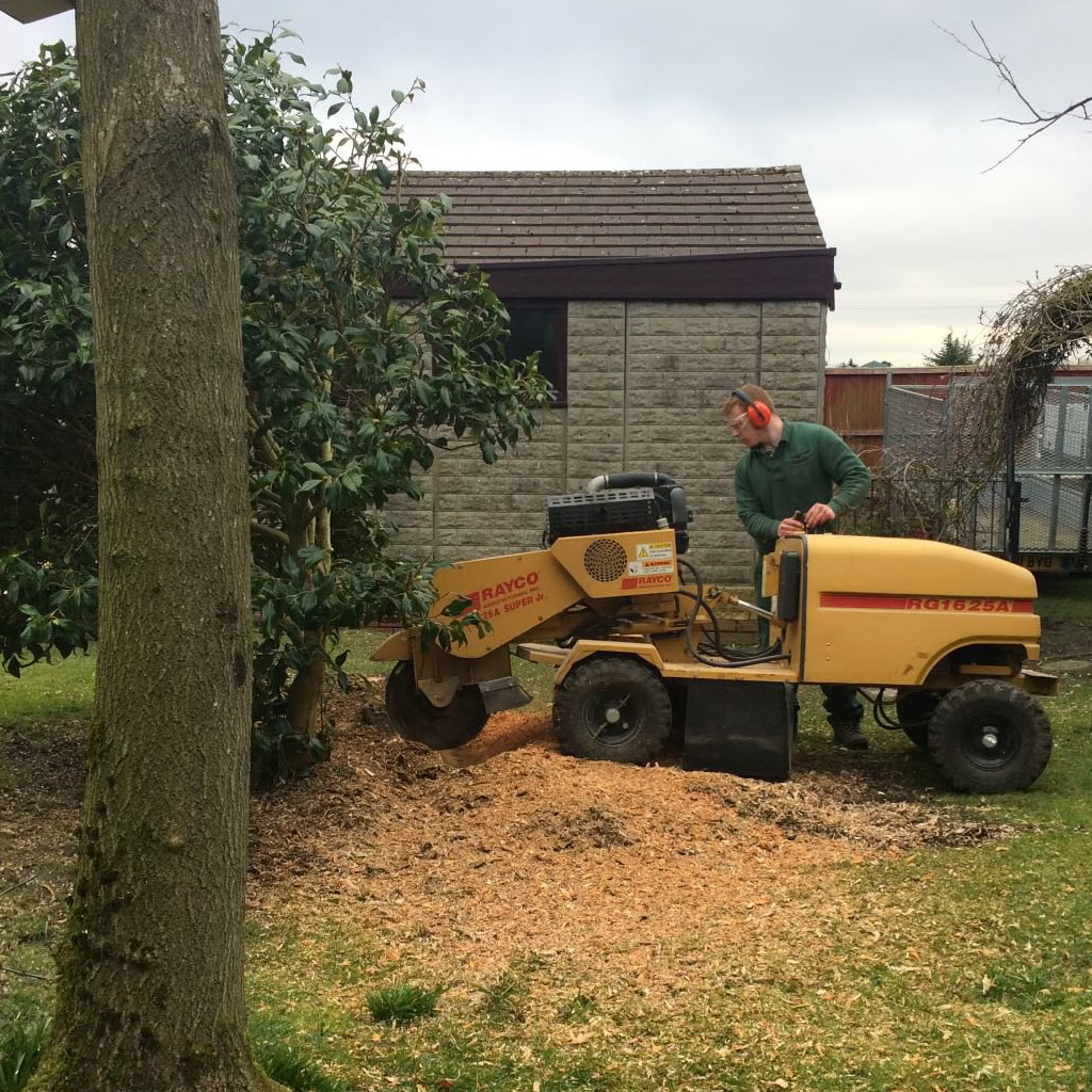 Tree Stump Grinding, Removal - Warrington, St Helens, Northwich, Widnes, Runcorn & Wigan